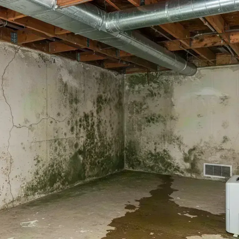 Professional Mold Removal in Waterloo, IL